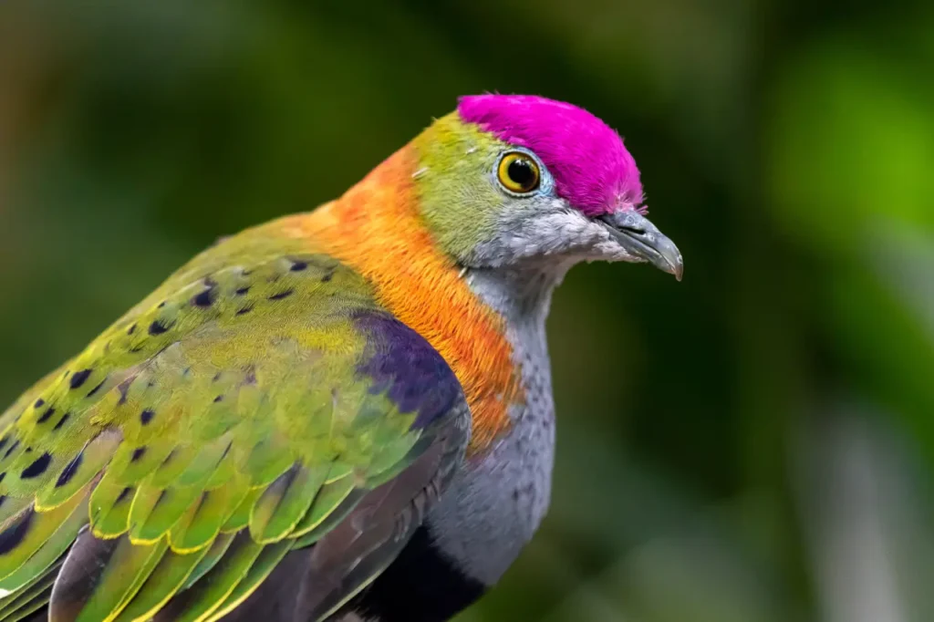 Most Colorful Pigeons And Doves In The World 9