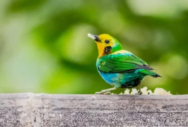 Multicolored Tanager 11