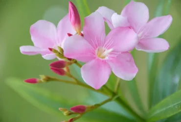 Oleander Flower 6