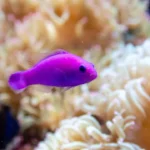 Orchid Dottyback 4