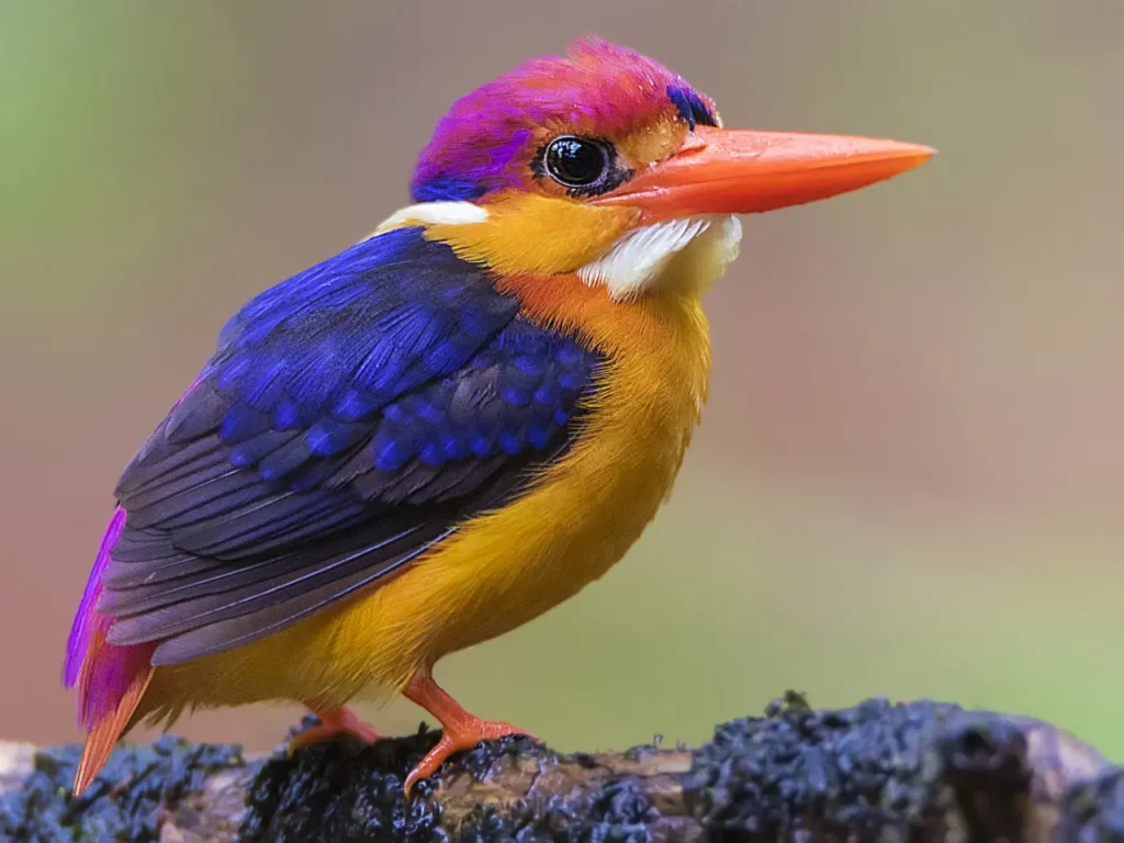 Oriental Dwarf Kingfisher 1