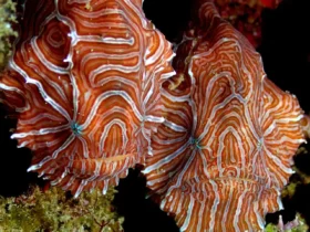 Psychedelic Frogfish11