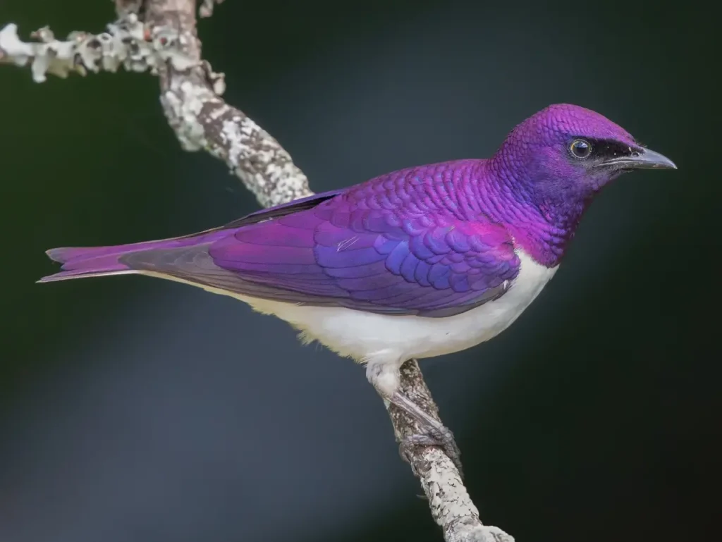 Purple Birds 1