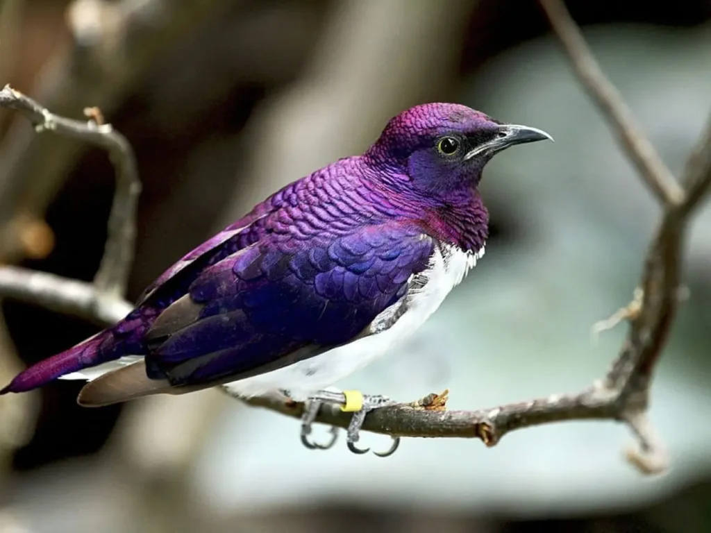 Purple Birds 2