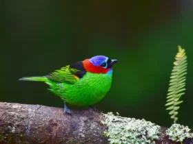 Red Necked Tanager 13