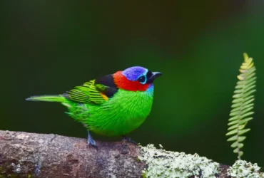 Red Necked Tanager 13