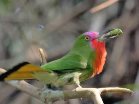 Red-bearded Bee Eater 20