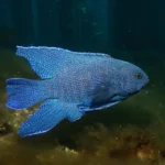 Regal Velvetfish 13
