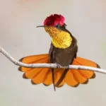 Ruby-topaz Hummingbird 2