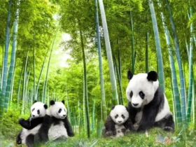 Sichuan Giant Panda Sanctuaries 1-11