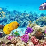 The Great Barrier Reef 0