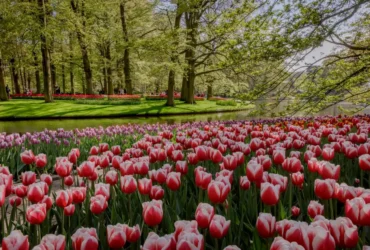 The Most Famous And Unique Flowers In Belgium 2