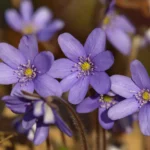 The Top Most Famous And Popular Flowers In Norway 3
