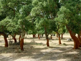 Top Eight Famous Trees In Italy 1