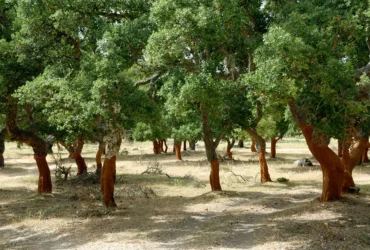 Top Eight Famous Trees In Italy 1