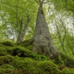 Top Six Famous Trees Are Well-known In Belgium 3