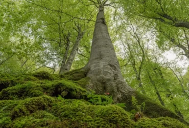Top Six Famous Trees Are Well-known In Belgium 3