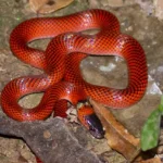 Tschudi's False Coral Snake 1