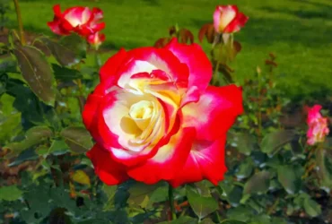 Tudor Rose 6