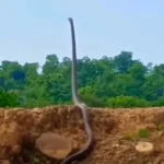 Video Of King Cobra 'standing Up' Shared By Susanta Nanda 2