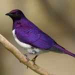 Violet-backed Starling 19