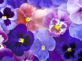 Violet Flower 5