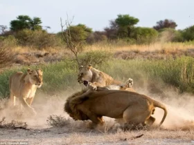 Weekly Animal News Lioness Gets Jealous 1