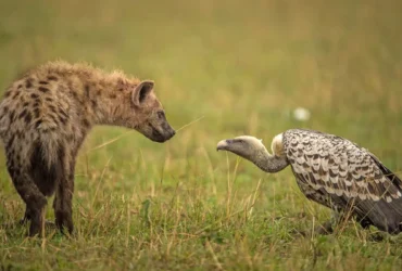 Weekly Animal Photo - A Hyena Confronts A Vulture...1
