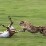 Weekly Animal Photo - A Leopard Hunting A Pregnant Antelope...1