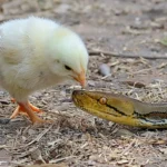 Weekly Animal Photo - Fearless Baby Chicken Bravely Pecks At The Head Of A Python...1