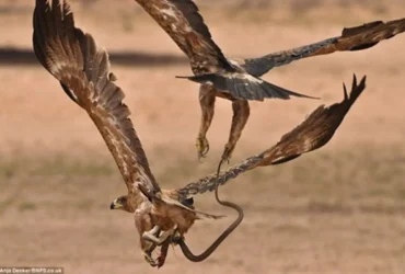 Weekly Animal Photo - The Battle Of The Eagle And The King Cobra,...1
