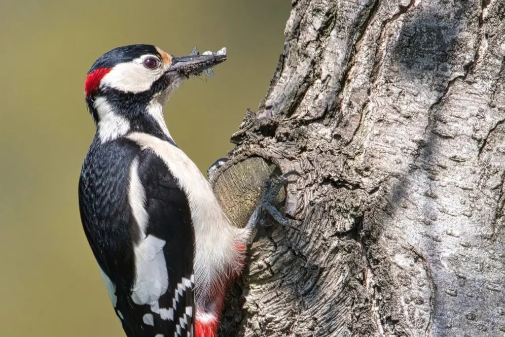 Woodpeckers 14