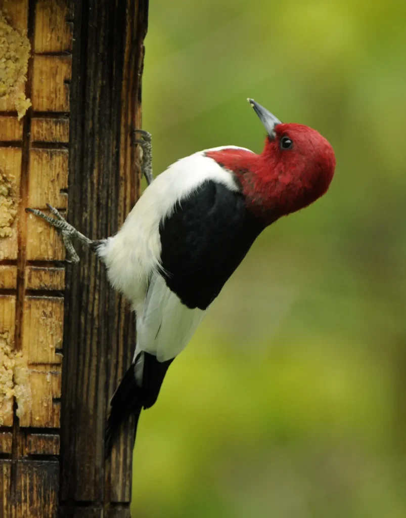 Woodpeckers 15