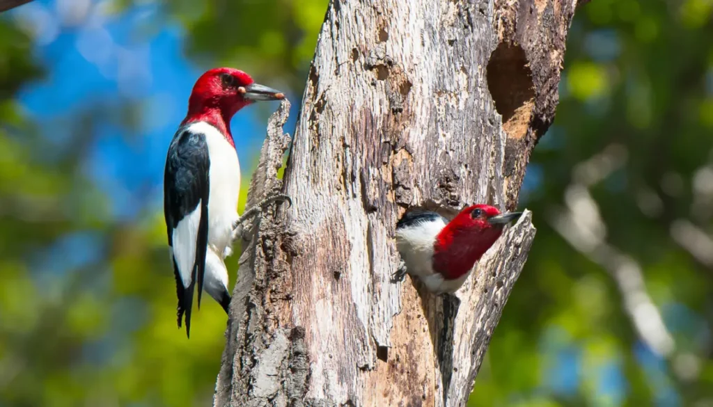 Woodpeckers 16