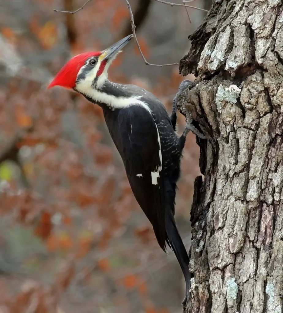 Woodpeckers 2