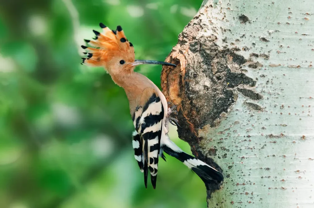 Woodpeckers 8