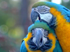Yellow Macaw 6