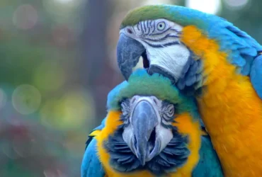 Yellow Macaw 6