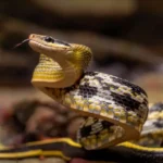 Beauty-rat-snake-7