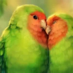 Bird Couple 29