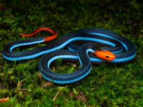 Blue-malayan-coral-snake-3