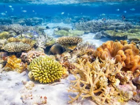 Explore The Coral Reefs 8