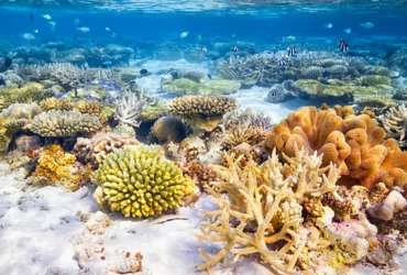 Explore The Coral Reefs 8