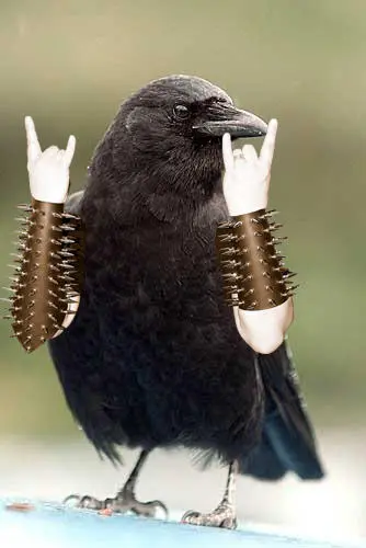 Funny Birds Photoshop 13