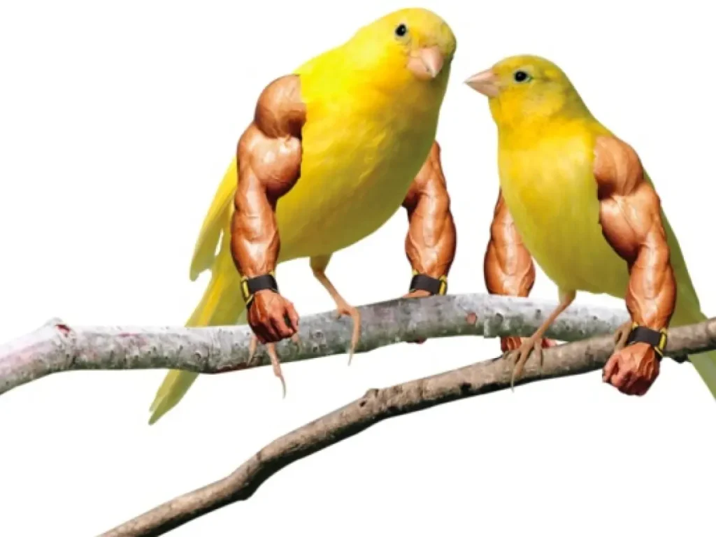 Funny Birds Photoshop 18