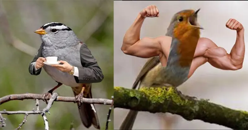 Funny Birds Photoshop 2