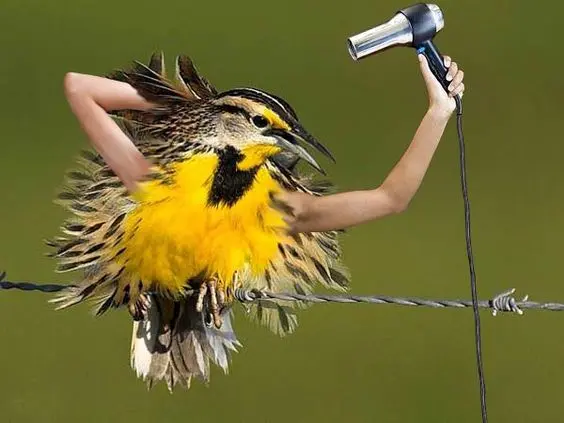 Funny Birds Photoshop 21