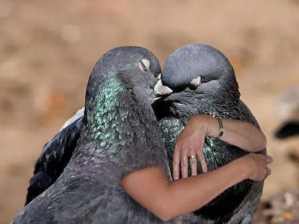Funny Birds Photoshop 4