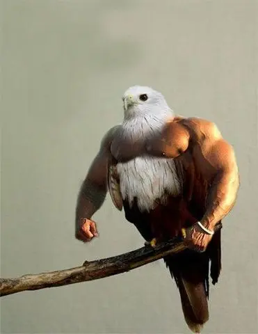 Funny Birds Photoshop 6