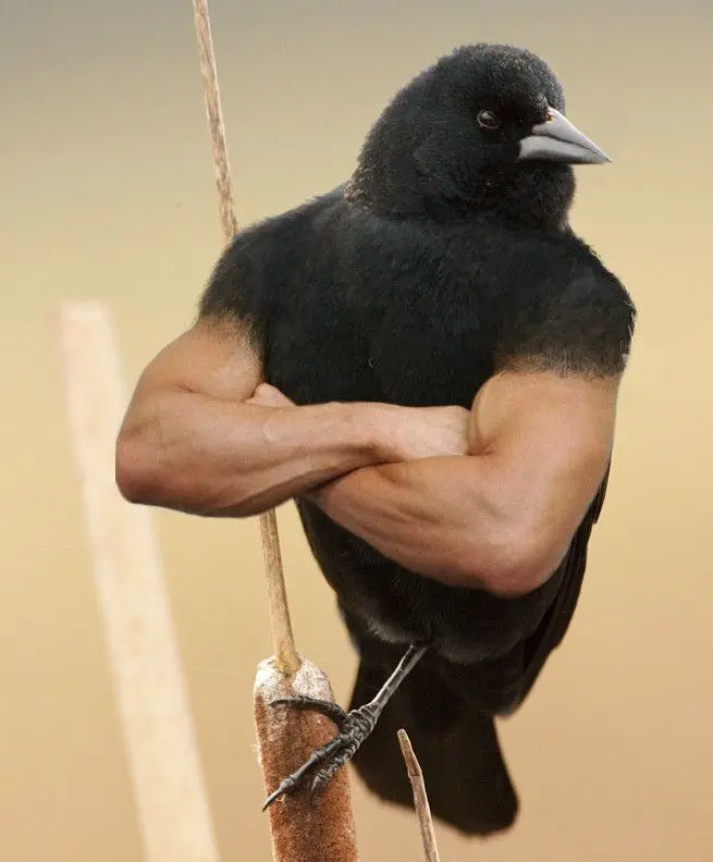 Funny Birds Photoshop 8